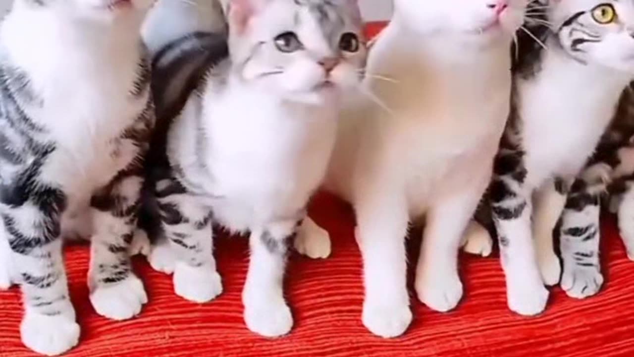 Funny cats
