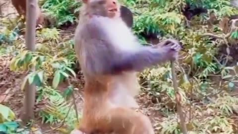 Monkey kids funny videos