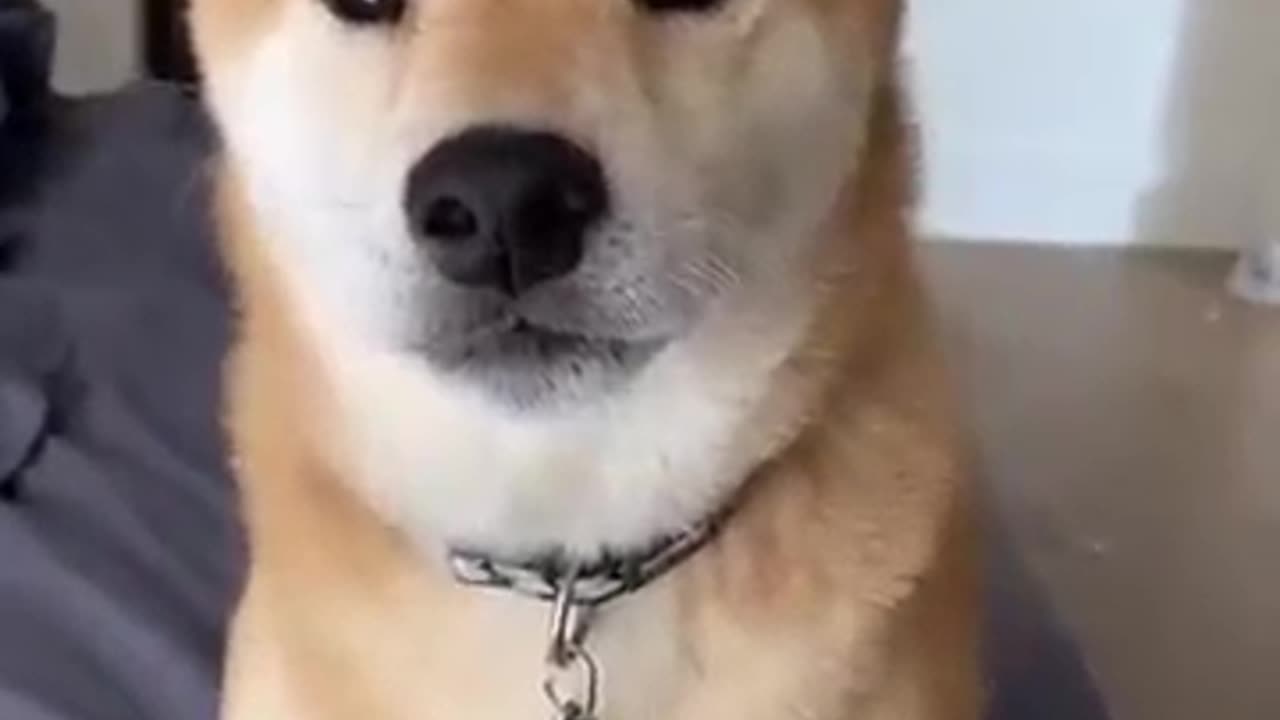 Squeaky Shiba Gives you 100%