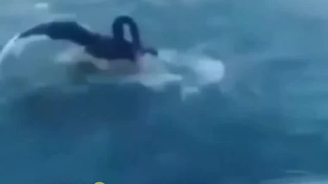 Don't anger the bird