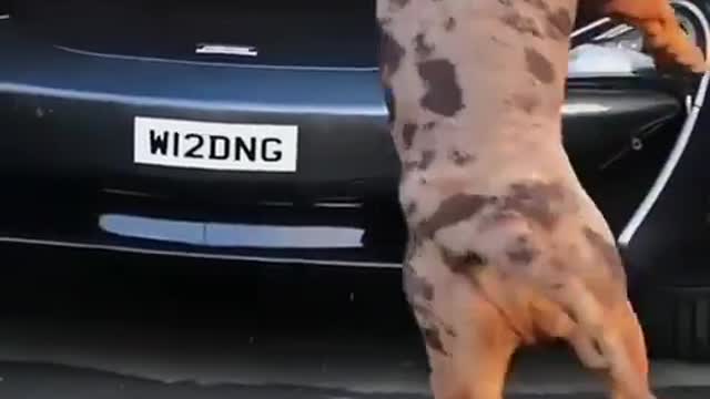 Sweet pitbull dog training video