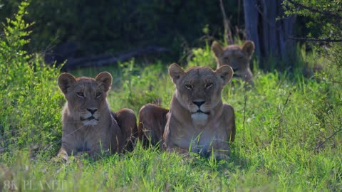 Enjoy safari