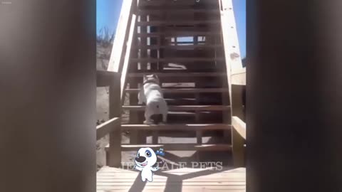 Funniest Cats and Dogs Videos Best Funny Catss 2024