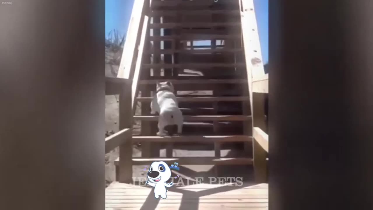 Funniest Cats and Dogs Videos Best Funny Catss 2024