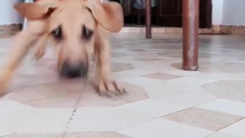 Dog Full speed Running