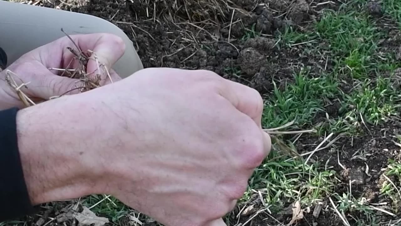 Chickens vs Compost | What Do I Do With All These Leaves?