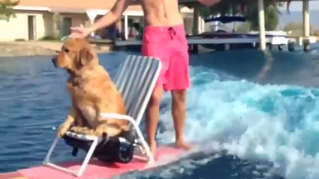 Guy takes his dog on a wakeboard