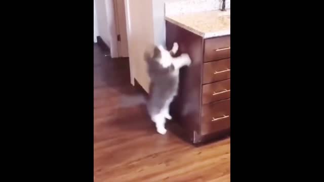 Funniest Cats 😹 - Don't try to hold back Laughter 😂 - Funny Cats Life