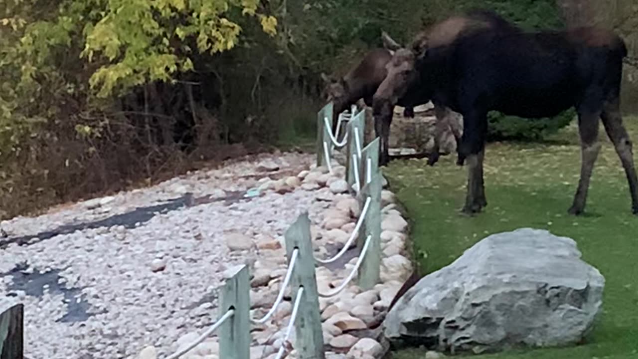 Mornings with Moose Mom