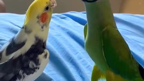 parrot talk