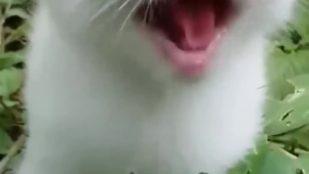 Cute kitten 😺😺😺
