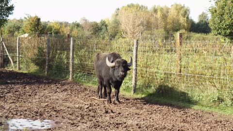 Cute buffalo