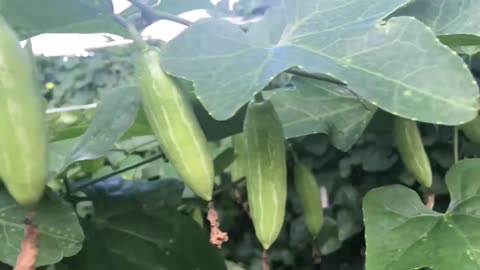 Coccinia Grandis, Ivy Scarlet Edible Gourd, Tindora, Kowai Fruit Vine