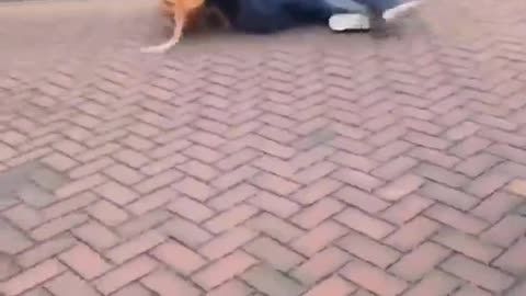 More #antiwhiteviolence against Native Europeans in the #Netherlands