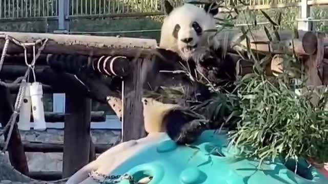This panda can eat too much