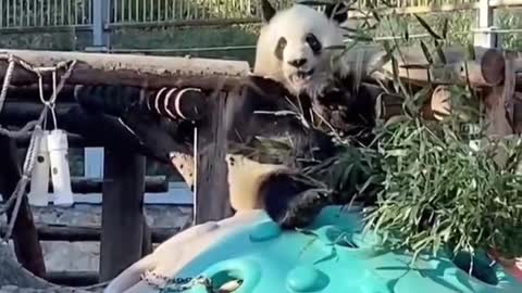 This panda can eat too much