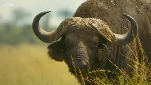 Lion pride works together to hunt buffalo 🦁 Serengeti II - BBC_Cut