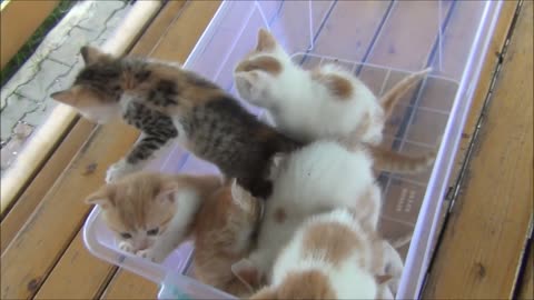 Melodic Mews: Adorable Kittens Share Their Voices"