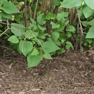 OMC! Mysterious Squawks of the Orpington Hens: Drama Unfolds in the Lilacs but why?