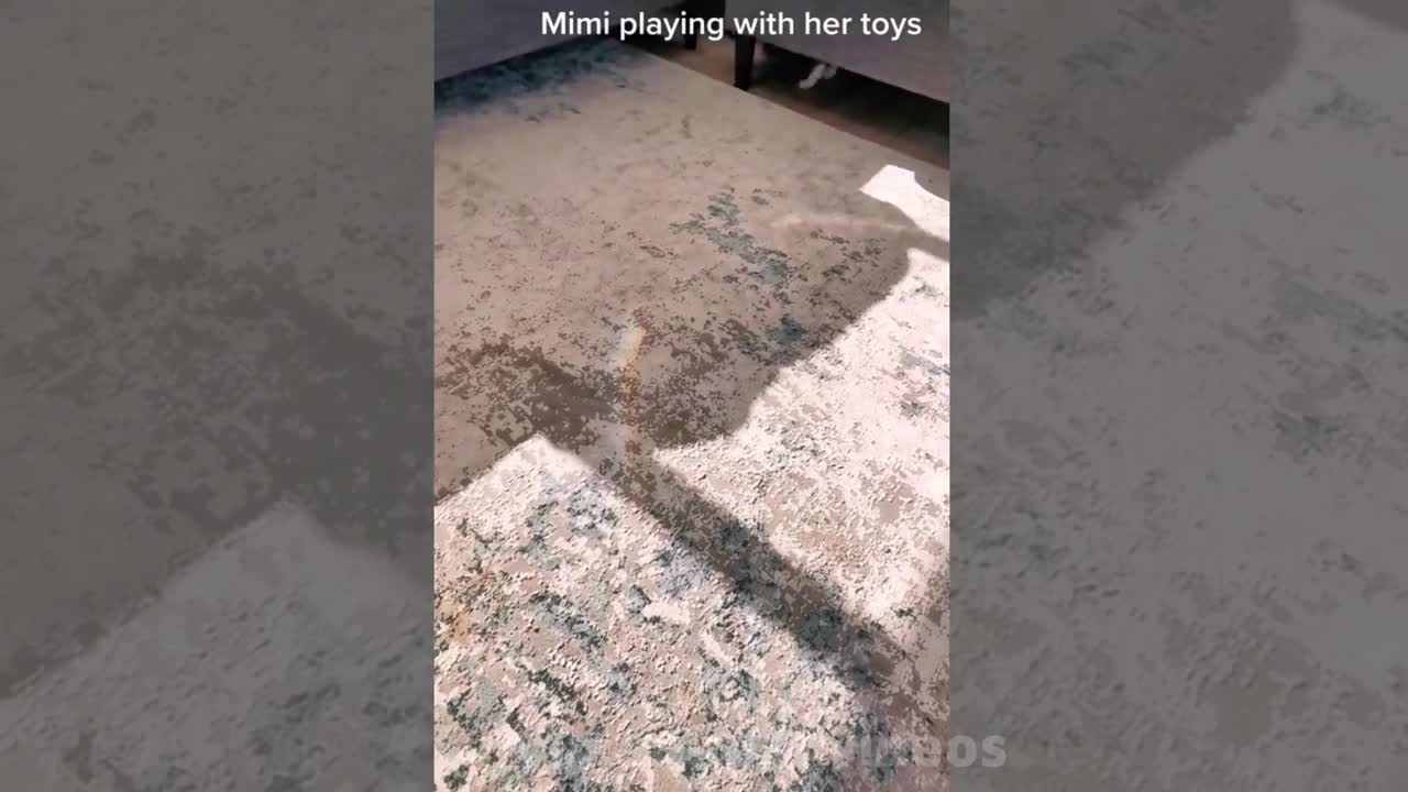Funny animal videos that will 100% make you laugh! XD
