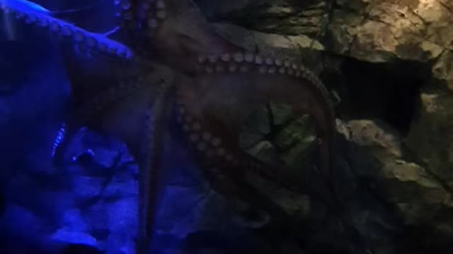 Octopus, where are you going?