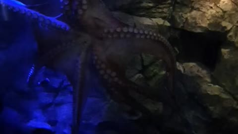 Octopus, where are you going?