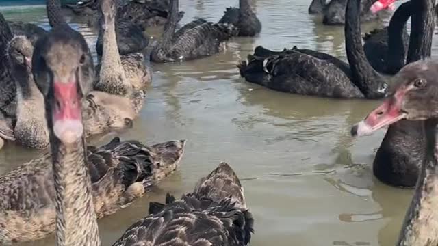 I'm not a black duck. I'm not an ugly duckling. I'm a black swan.