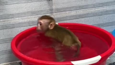 monkey swimming