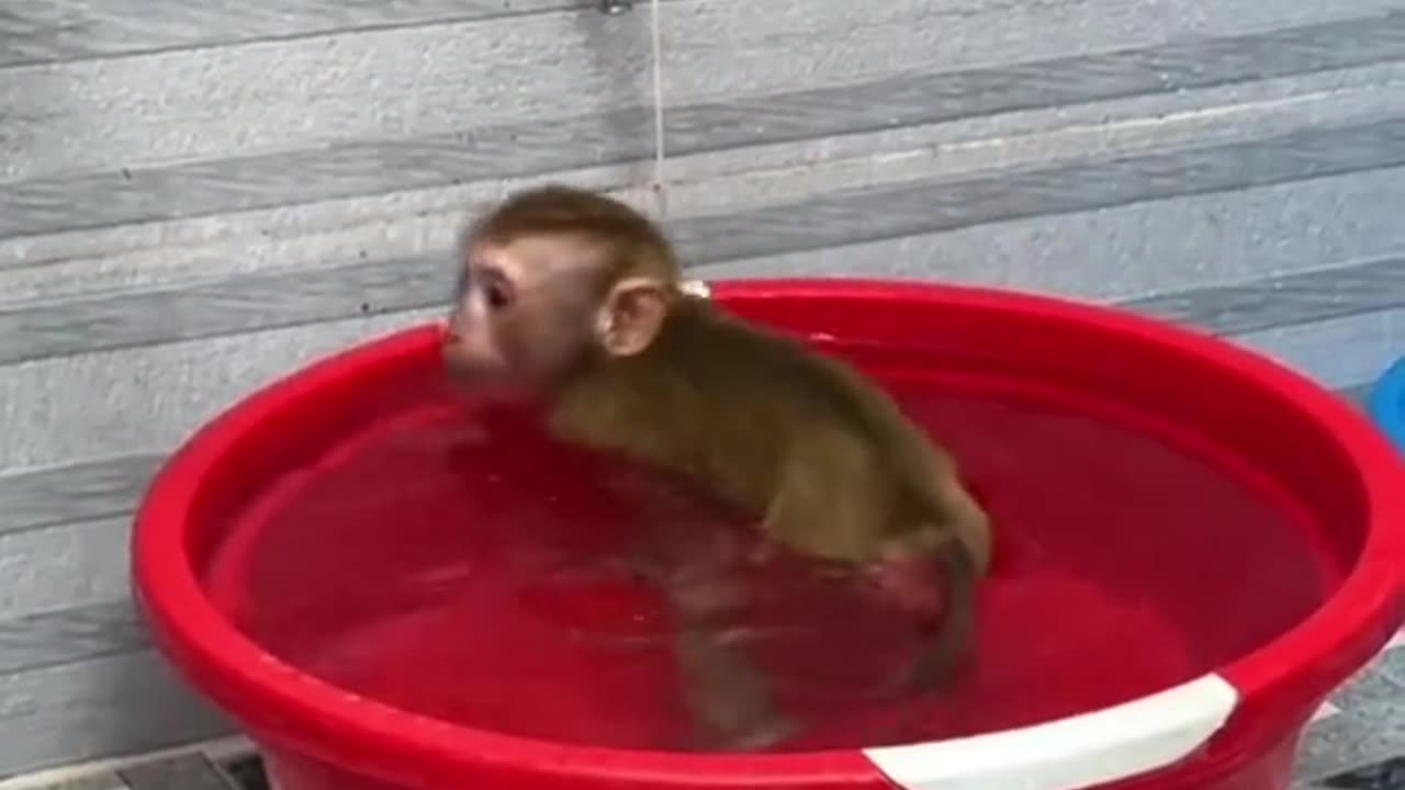 monkey swimming