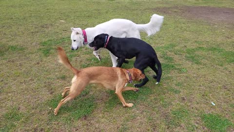 Ava & Breeze sandwich Reggie in slo-mo