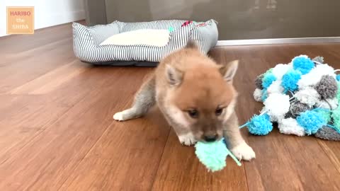 Shiba Inu from Puppy to Adult (8 weeks to 1 year)