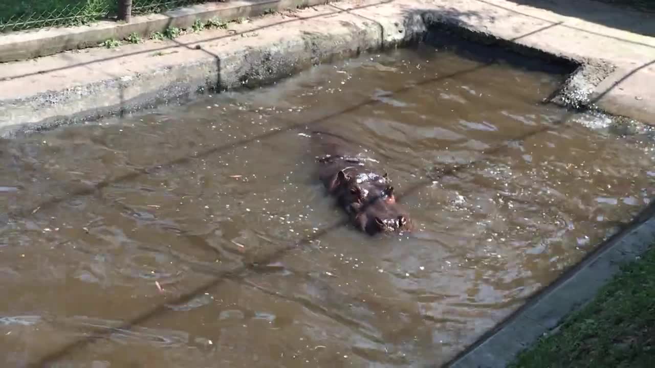 A hippo emerges from the water and yawns.