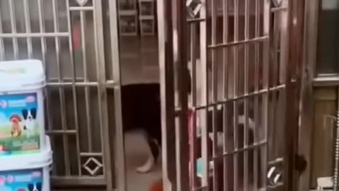 DOG VS. CHICKEN