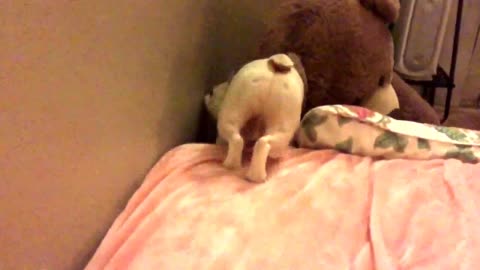 French Bulldog Struggles To Get His Toy