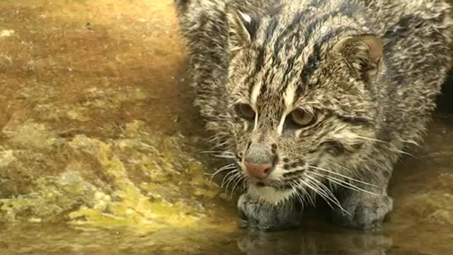 Fishing Cat!