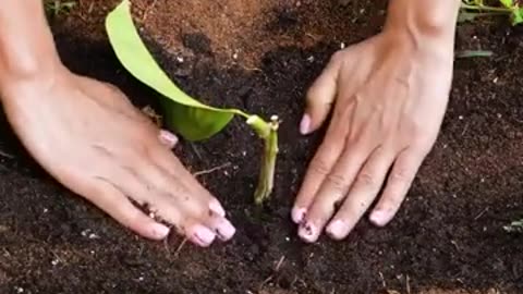 Surprising Easy Plant Growing Hacks 🌵