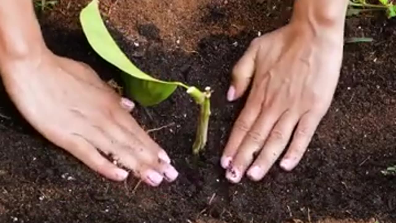 Surprising Easy Plant Growing Hacks 🌵