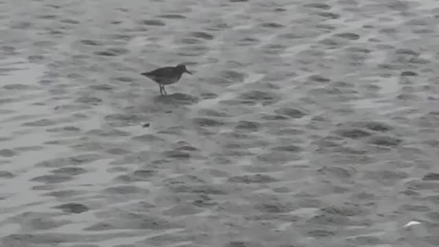 Sandpipers on seaside oregon beach