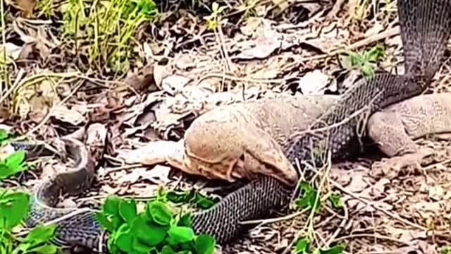 King cobra VS Lizard #wildanimals #snake #kingcobra #lizard #animals(1)