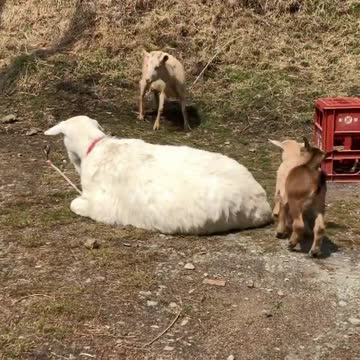 child loves his mother very much