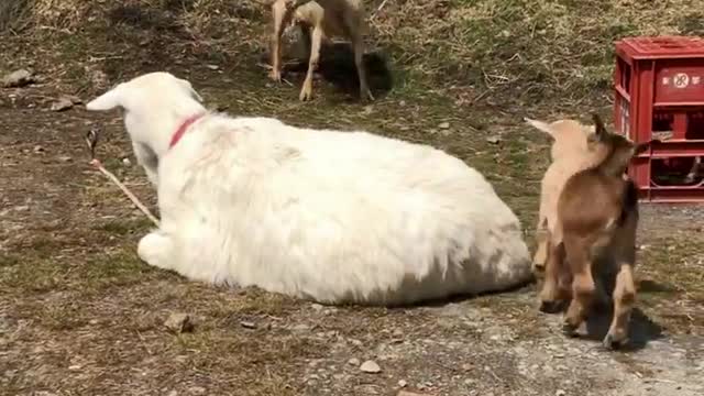 child loves his mother very much