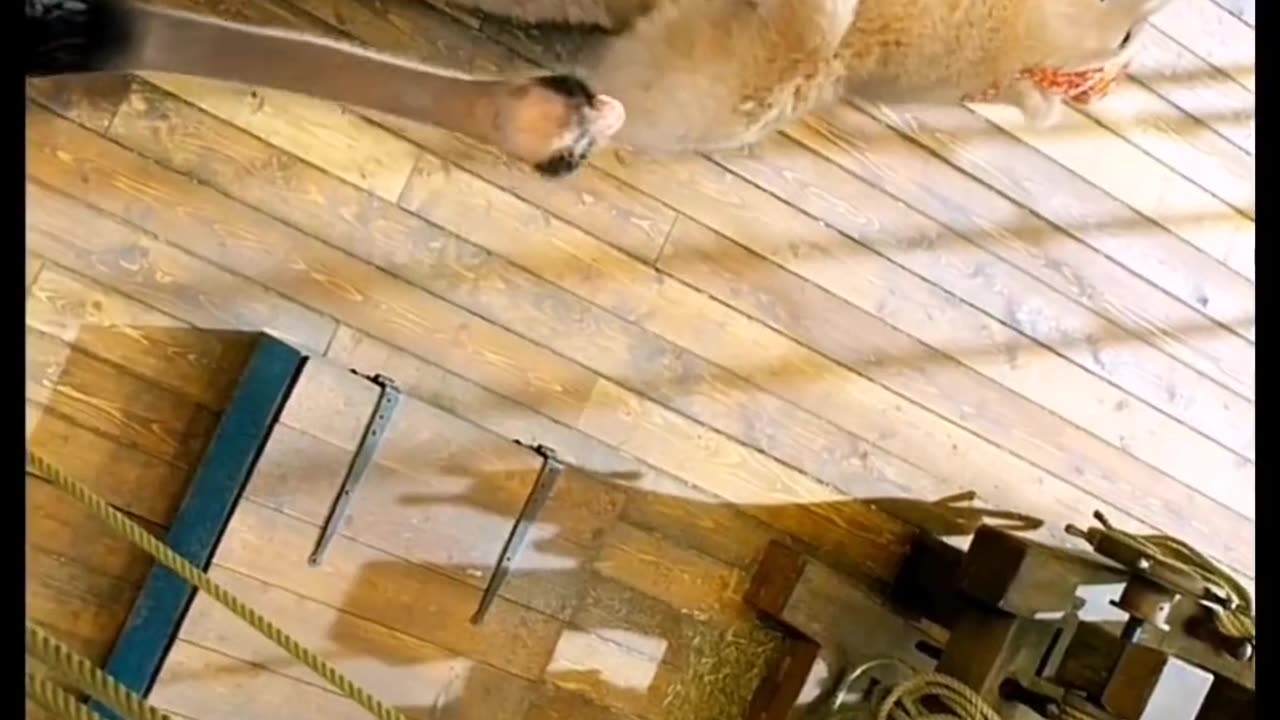 DOOLITTLE MOVIE SHORT SEEN π«Άππ