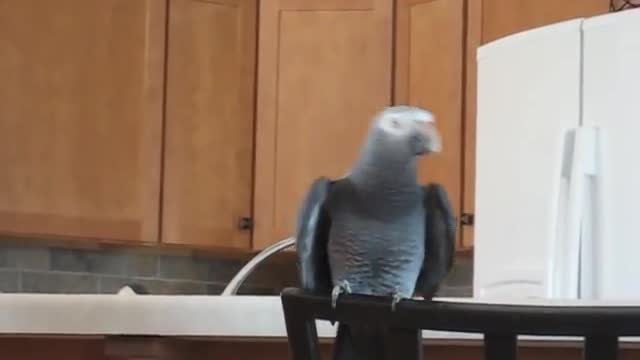 Timneh African Grey Song & Dance