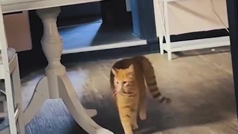 Very funny cats compilation😹😹😹😹