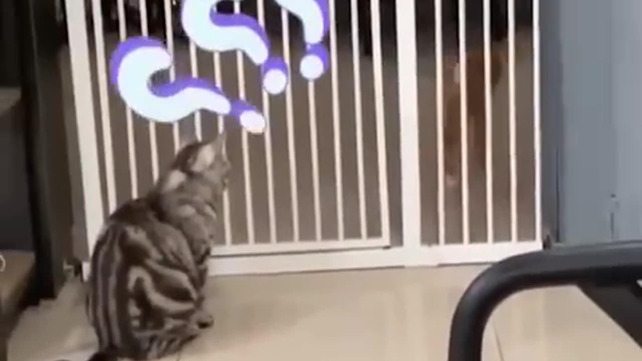 Funny video 🤣 cat animal 🤣