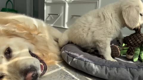 Funny Golden Retriever Plays with Cute Puppy