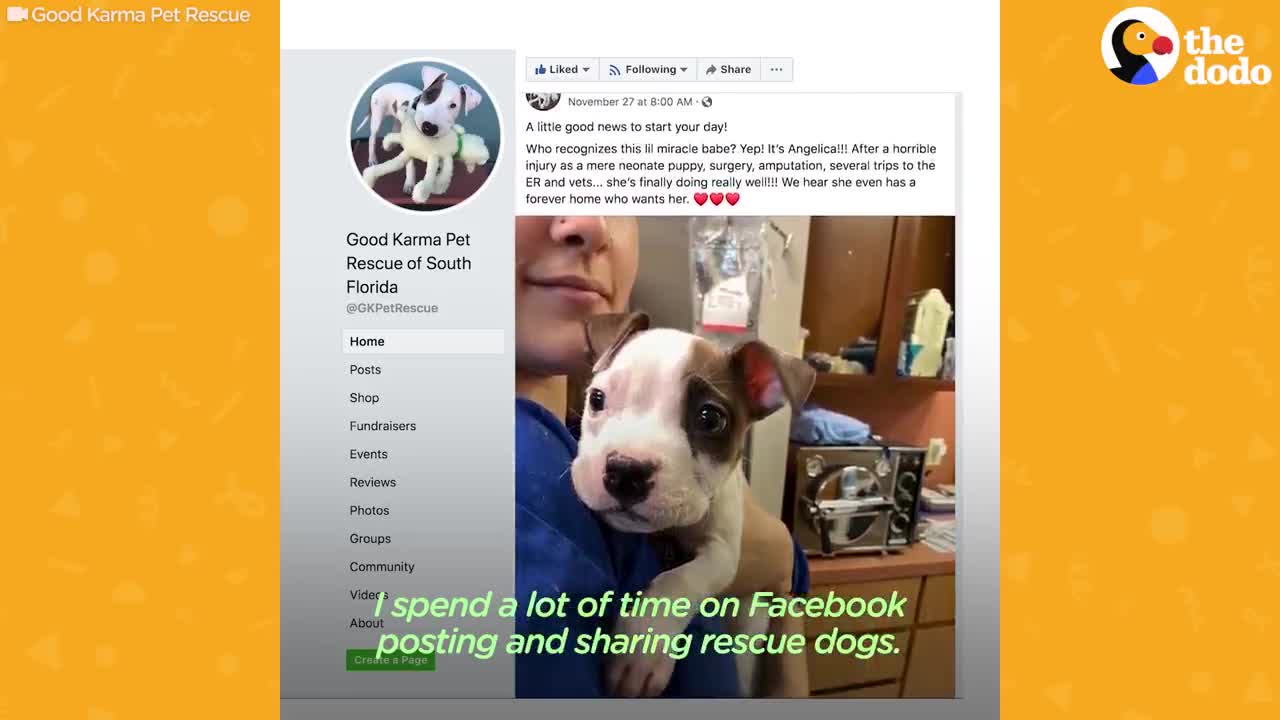 Brave Puppy Won't Let Anything Stop Her | The Dodo