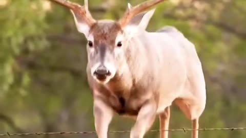 Hunter Aron #hunting #deerhunting