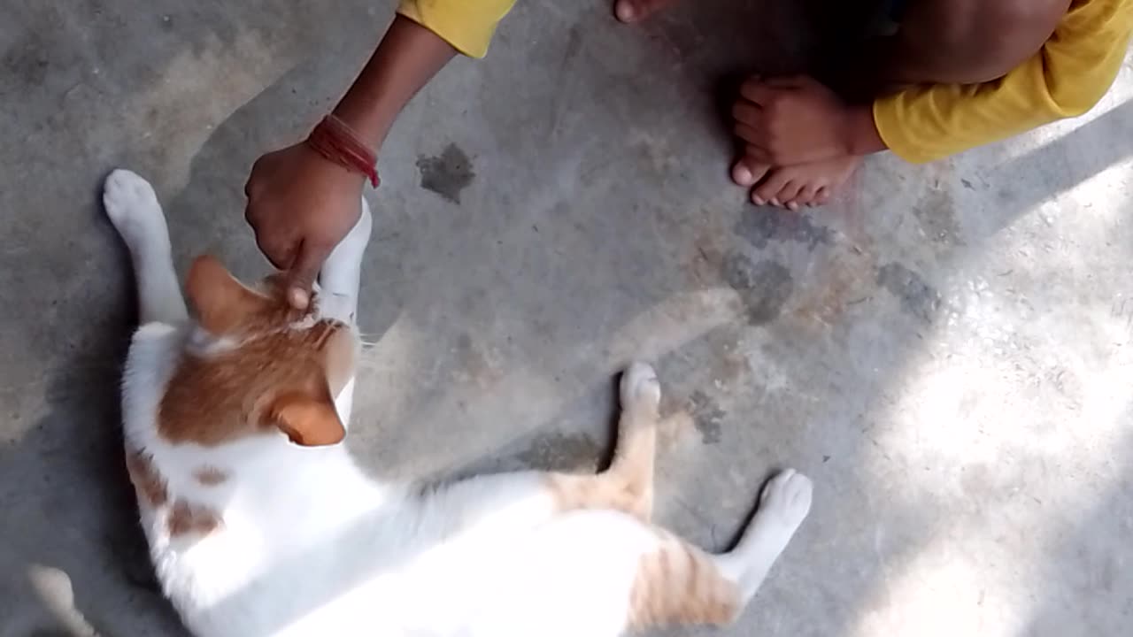 Cat friendship ||cat ke sath Masti