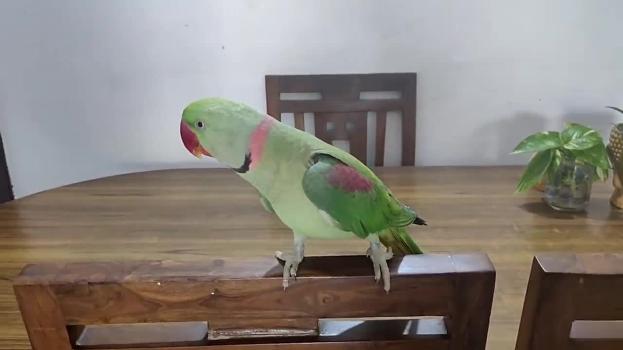 Pablo Mummy ka Cute Baccha hai aur Talking me iss Parrot ka koi jawab Nhip14